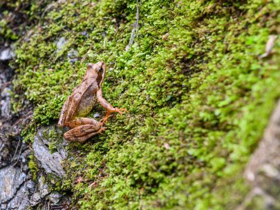 Schlucht 15 Schlucht 15