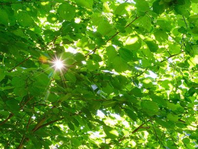 schlucht 09 schlucht 09